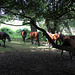 New Forest Pony's