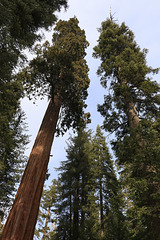 Sequoias