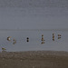 Lapwings at  Wath Ings Hide