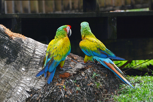 Guatemala, Pair of Parrots in the Chocón Machacas Protected Biotope