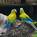 Guatemala, Pair of Parrots in the Chocón Machacas Protected Biotope