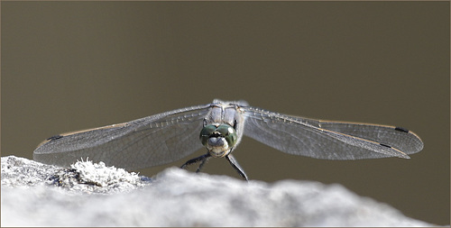 Sourir d'Orthetrum