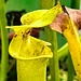 Items in The Killer Plants' glasshouse