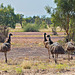 More emus
