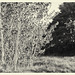 Poplars In The Field
