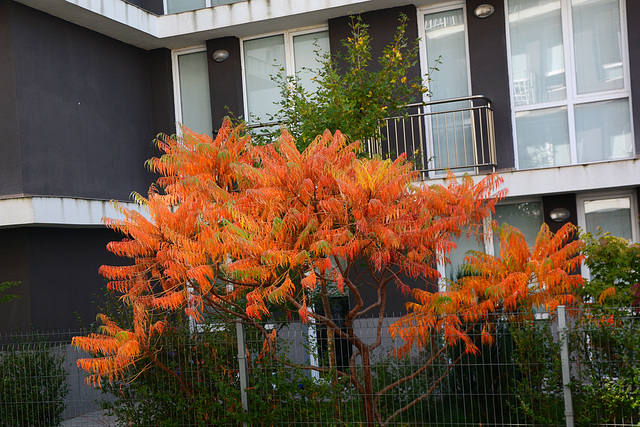 Bulgaria, Autumn 2024 in Blagoevgrad, Look from My Balcony Bulgaria, Autumn 2024 in Blagoevgrad, Look from My Balcony