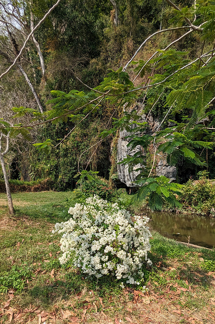 Worship site flowers / Fleurs de lieu de culte