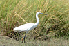 Botswana, Bird of the White Heron Family in Chobe National Park