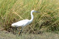 Botswana, Bird of White Heron Family in Chobe National Park