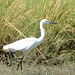 Botswana, Bird of White Heron Family in Chobe National Park