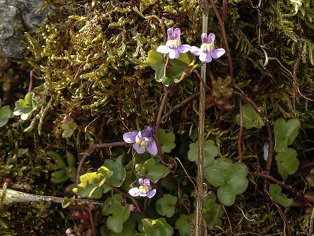 20170419 0490CPw [D~LIP] Mauer-Zimbelkraut (Cymbalaria muralis),  UWZ, Bad Salzuflen