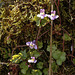 20170419 0490CPw [D~LIP] Mauer-Zimbelkraut (Cymbalaria muralis),  UWZ, Bad Salzuflen