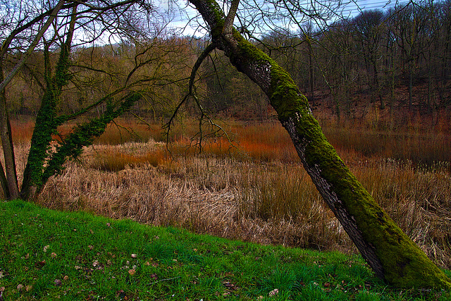 L'étang couleur poivre et sel  .