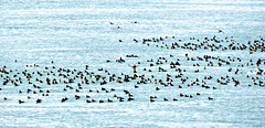 Hundreds of Redheads and some other diving ducks
