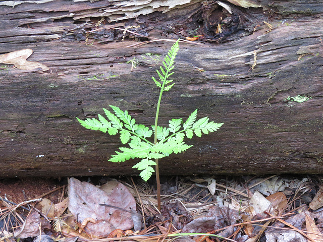 Fern