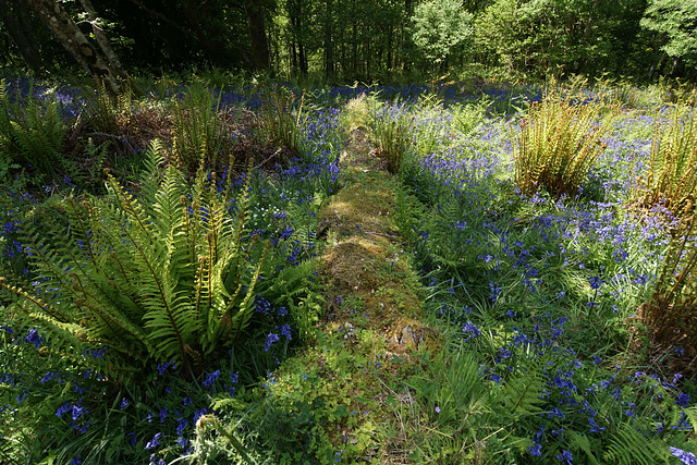 Bluebells In Carstramon Woods