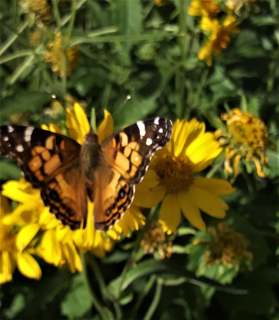 30 A NEW BUTTERFLY TO HERE !WEST COAST LADY (VANNESSA ANNABELLA ) NOW 54 SPECIES OF BUTTERFLY HERE