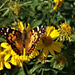 30 A NEW BUTTERFLY TO HERE !WEST COAST LADY (VANNESSA ANNABELLA ) NOW 54 SPECIES OF BUTTERFLY HERE