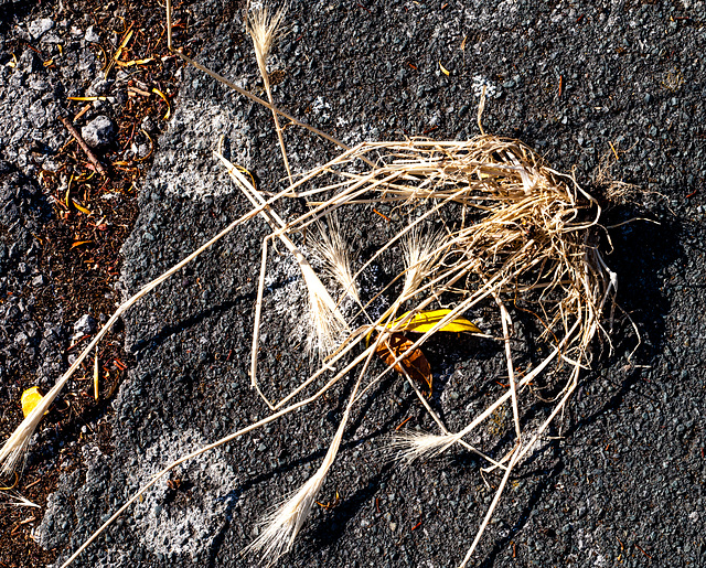 On the Footpath