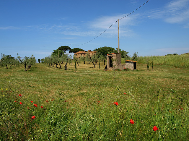 Memories of Tuscany: Just ‘Blowing in the Breeze’