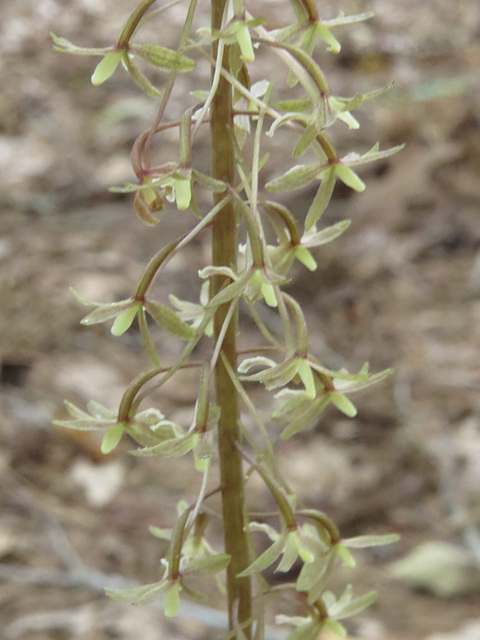 Tipularia flowers - a closer view