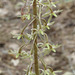 Tipularia flowers - a closer view
