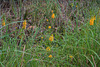 Platanthera cristata (Crested Fringed orchid) habitat