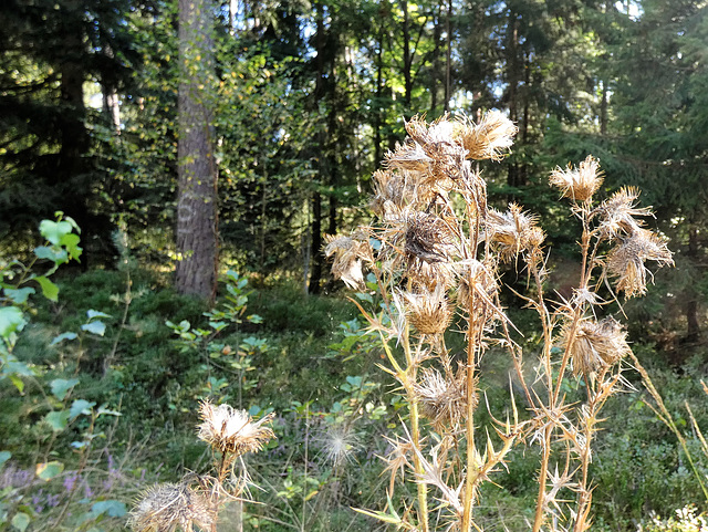 verblüht