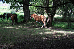 New Forest Pony's