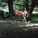 New Forest Pony's