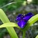 Spiderwort Blossoming