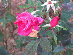 Frosted roses