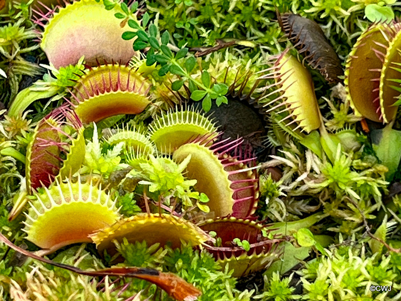 Items in The Killer Plants' glasshouse