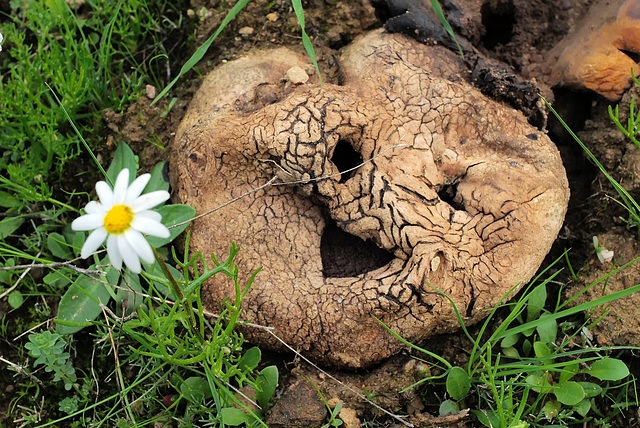 Pisolithos arhizus… Pareidolia !