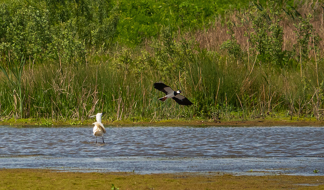 Little egret mobbed by a lapwing