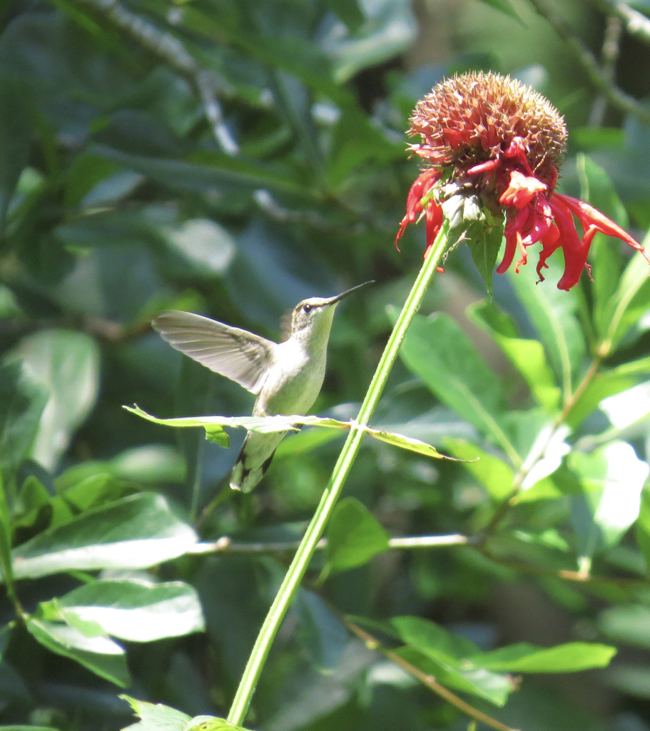 Ruby-throated hummingbird