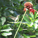 Ruby-throated hummingbird