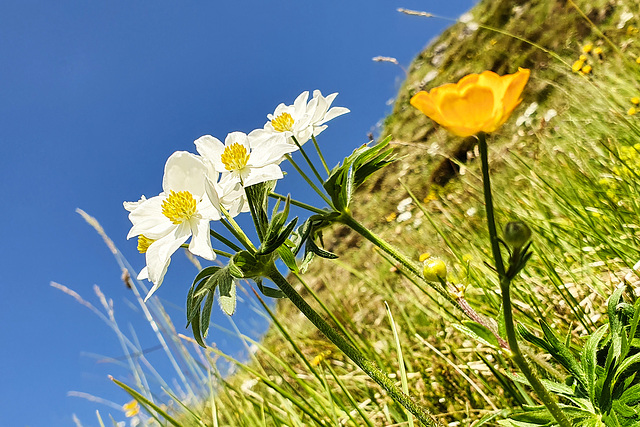 Pulsatilla Alpina