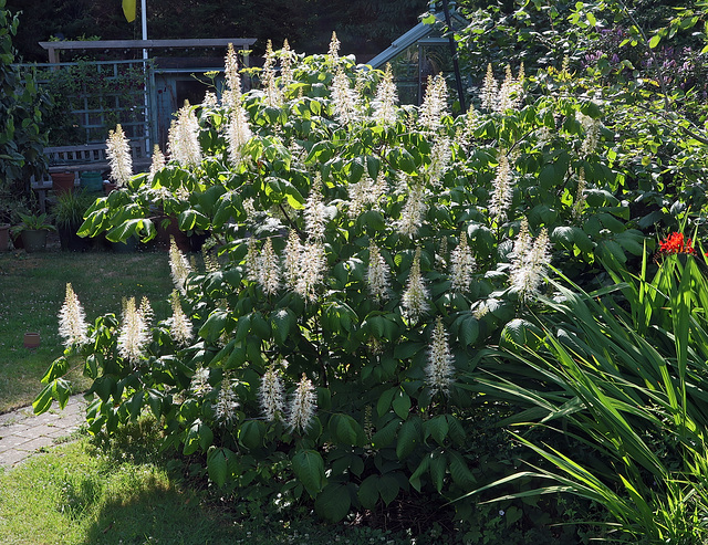 Bottlebrush Buckeye