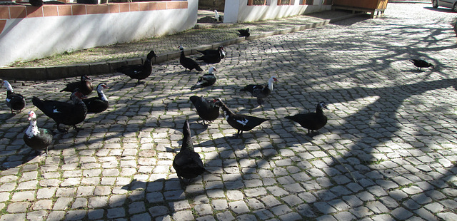 Aquatic birds. Aquatic birds.