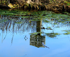 In the Dipping Pond