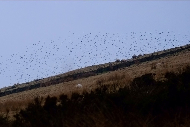 1000+ Starlings on Rushup Edge