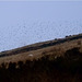 1000+ Starlings on Rushup Edge