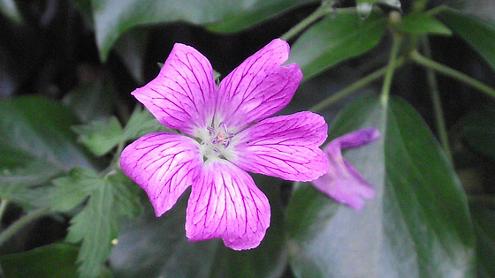 Pretty flowers