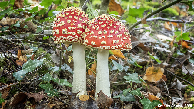 Fly agaric