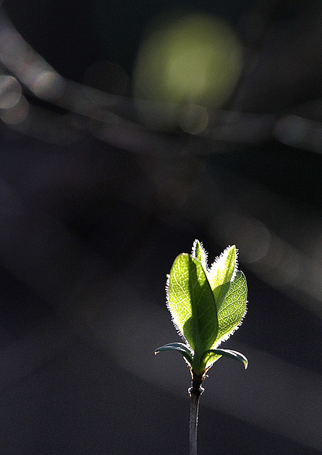 Premières feuilles