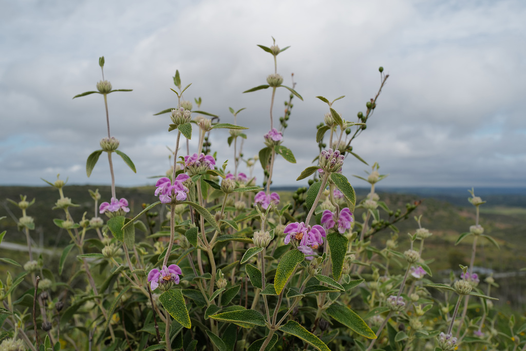 Phlomis purpurea, Lamiaceae