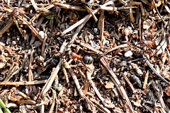 Waldbewohner