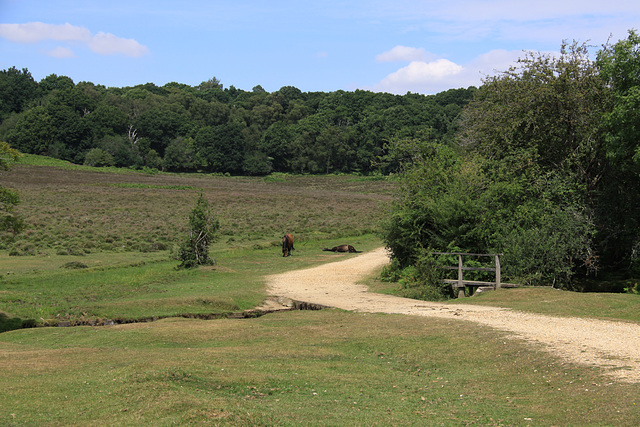 Forest track