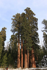 Sequoias